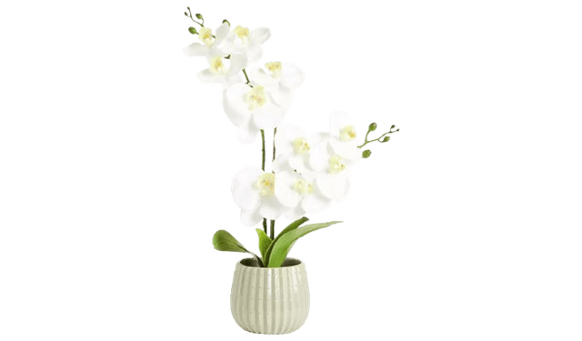 Artificial White Orchids in Cream Ceramic Pot